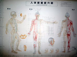 岩手県盛岡市の鍼灸 戸崎はりきゅう院 人体図